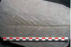 Foto (Detailansicht) von Todea lipoldi  (NHMW-GEO-2024-0188-11188)